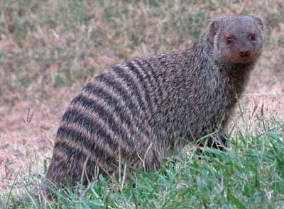 Banded-Mongoose-Adult